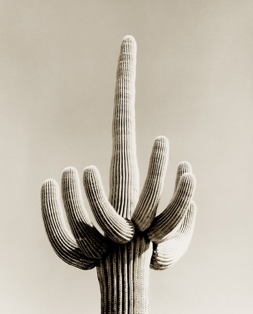 cactus photography stuart redler clementine de forton gallery
